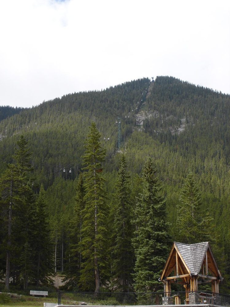 Open ridge and forested slopes on Sulphur Mountain